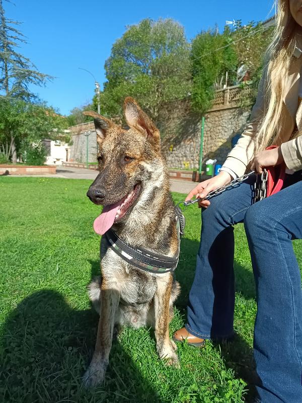 Oscar Cucciolone Simil Pastore Tedesco